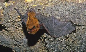 Pipistrelle de Madère (Pipistrellus maderensis).jpg