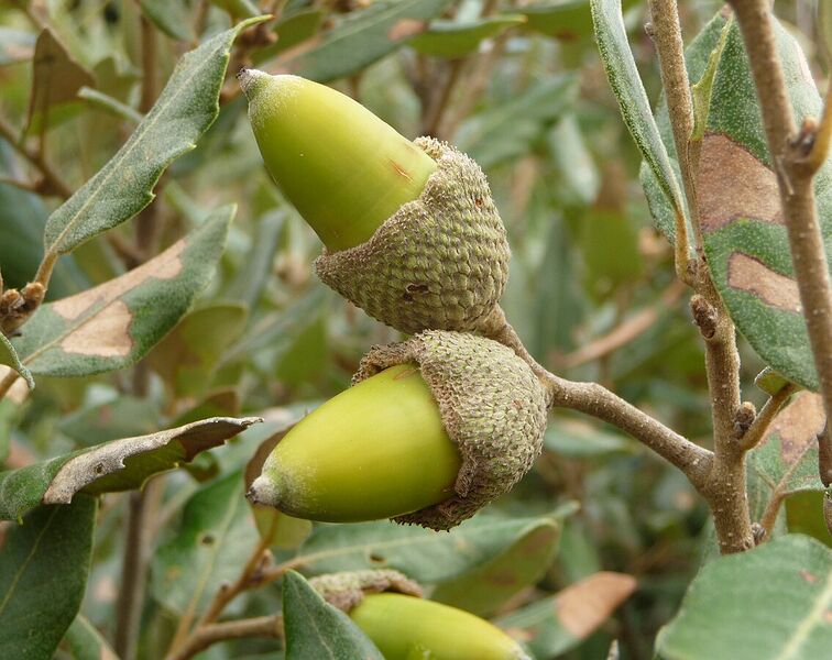 Archivo:Quercus ilex, Livorno.JPG