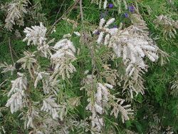 Tamarix canariensis.JPG