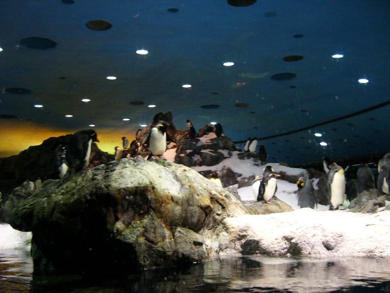 Archivo:Tenerife2005 loro parque 121.jpg