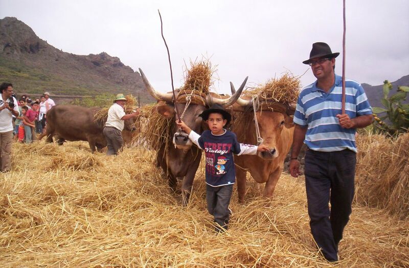 Archivo:Tenerife oxen driving.jpg