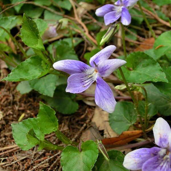 Archivo:Viola anagae Tenerife 3.jpg