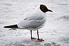 Black-headed Gull on ice.jpg