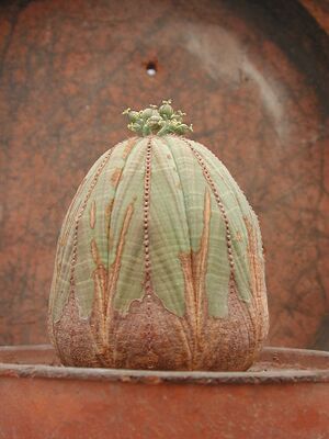 Euphorbia obesa.JPG