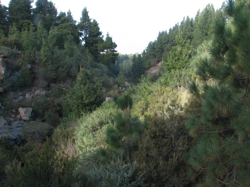 Archivo:Forest Teide.JPG