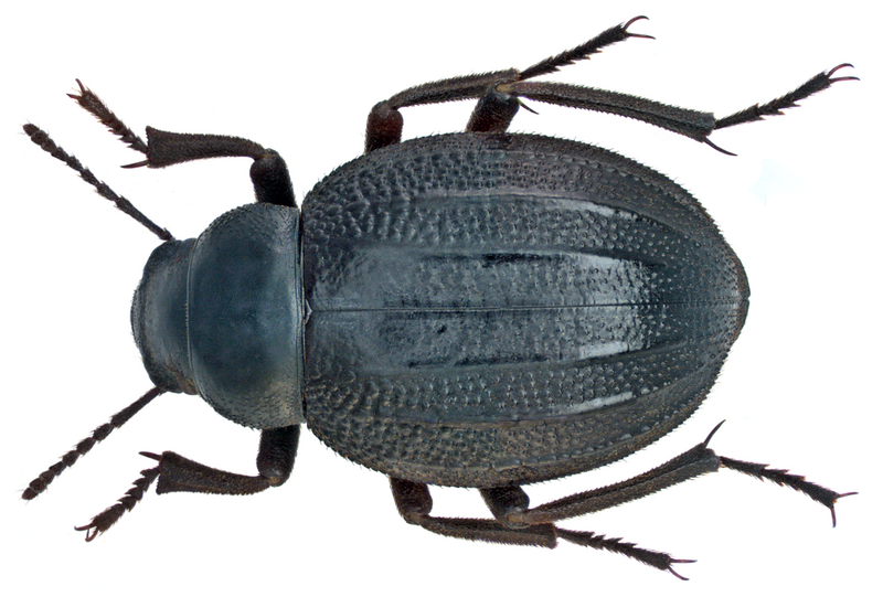 Archivo:Pimelia ascendens Wollaston, 1864 (14341625972).png