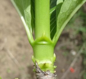 Interpetiolar stipule - Rubiaceae family (11569654543).jpg