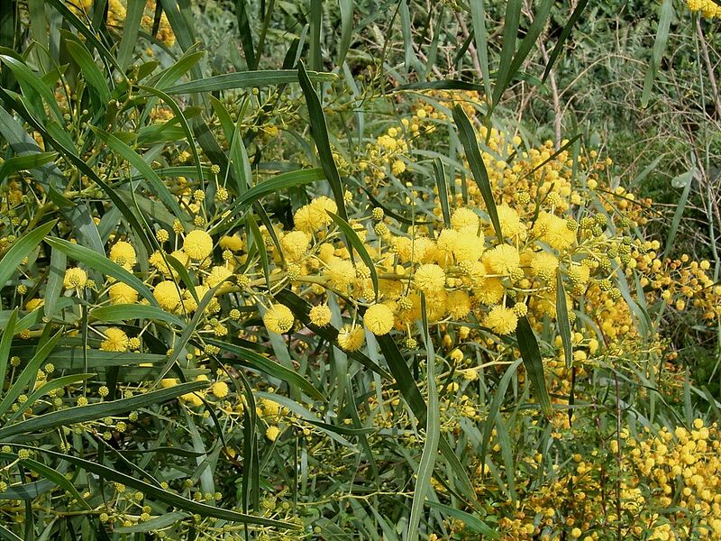 Archivo:Acacia saligna (San Andrés y Sauces) 06 ies.jpg