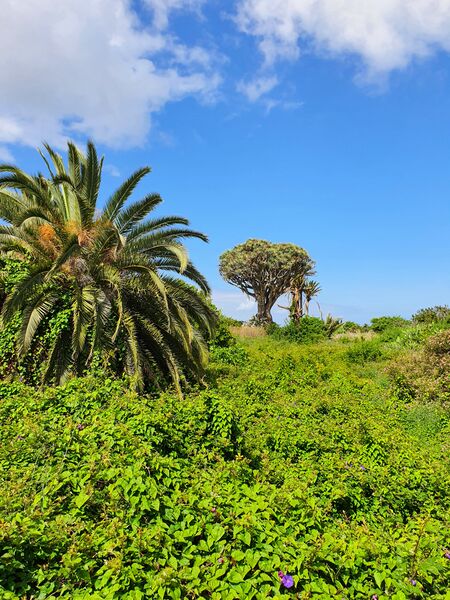 Archivo:Drago de Don Lucio.jpg