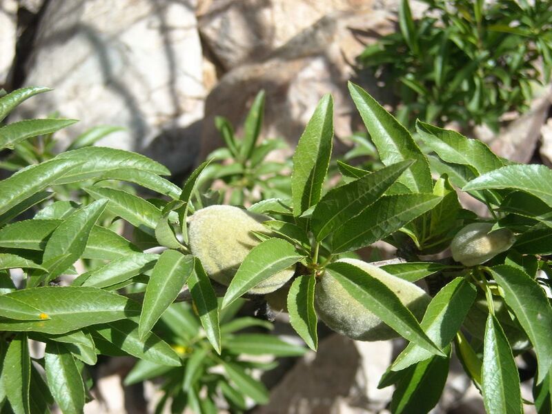 Archivo:Flore (21).JPG