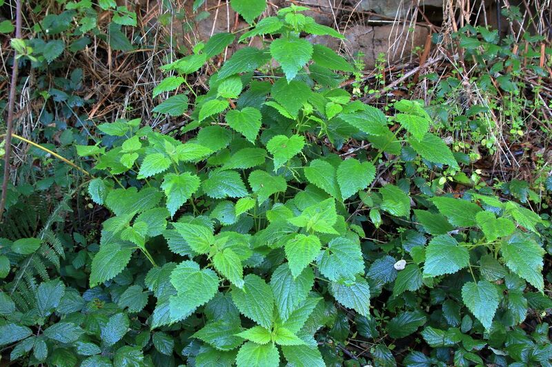 Archivo:Img 9188-urtica-morifolia-a-10-general.jpg