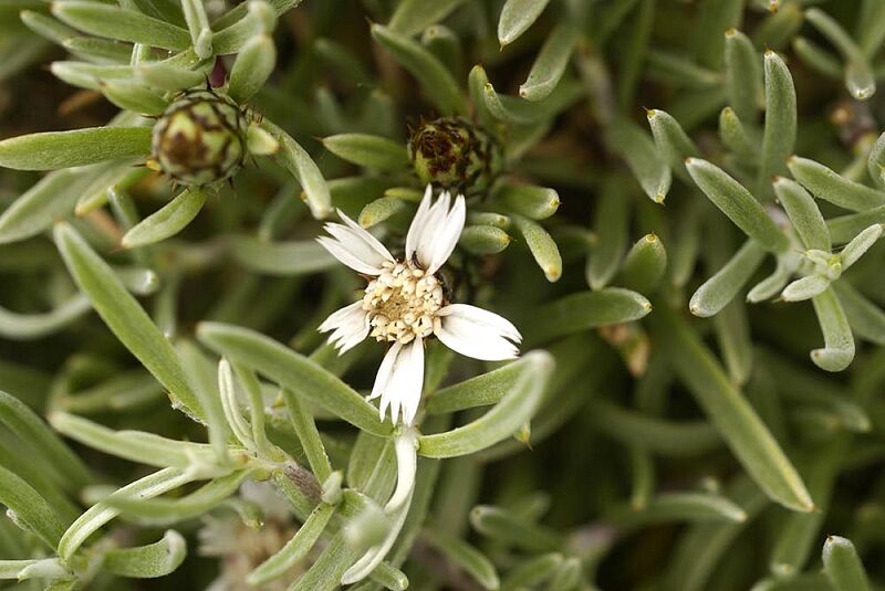 Archivo:Atractylis arbuscula-Roubaldi-2.jpg