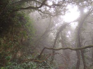 Bosque nuboso laurilsilva.jpg