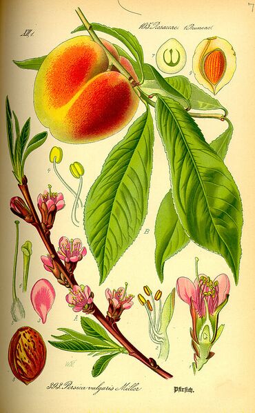 Archivo:Illustration Prunus persica0.jpg