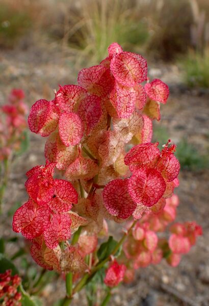 Archivo:Rumex vesicarius kz4.JPG