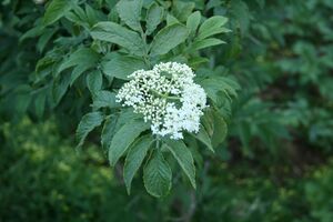 Sambucus palmensis.JPG