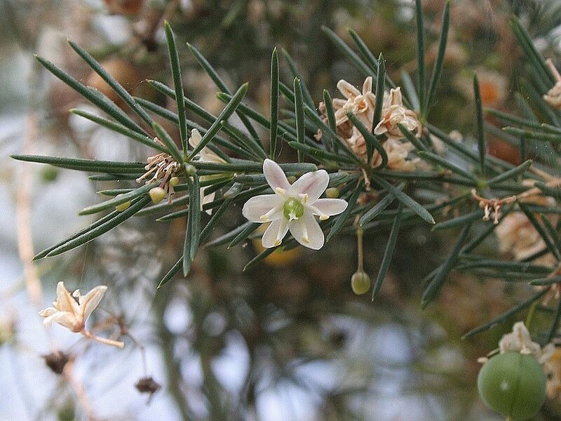 Archivo:Asparagus fallax02.jpg