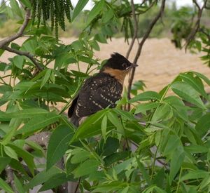 Clamator glandarius on branch.JPG