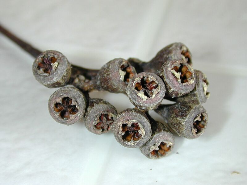 Archivo:Starr 020203-0030 Eucalyptus rudis.jpg