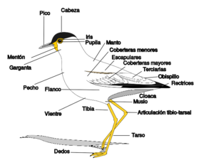 Birdmorphology-es.svg