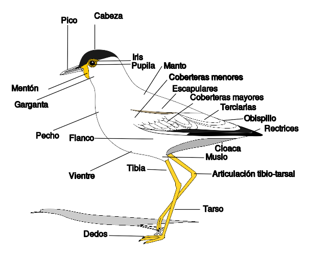 Archivo:Birdmorphology-es.svg