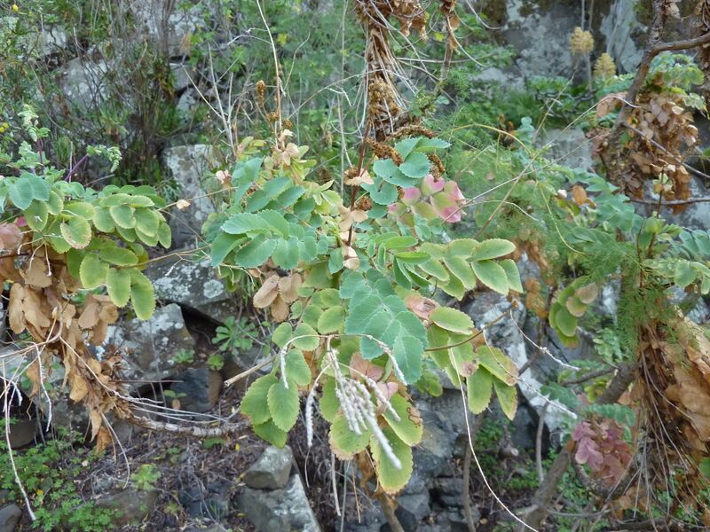 Archivo:Dendriopoterium menendezii.jpg