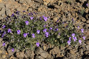 Variedad de violeta de Garafía.jpg