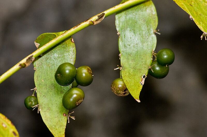 Archivo:Semele androgyna k4.jpg
