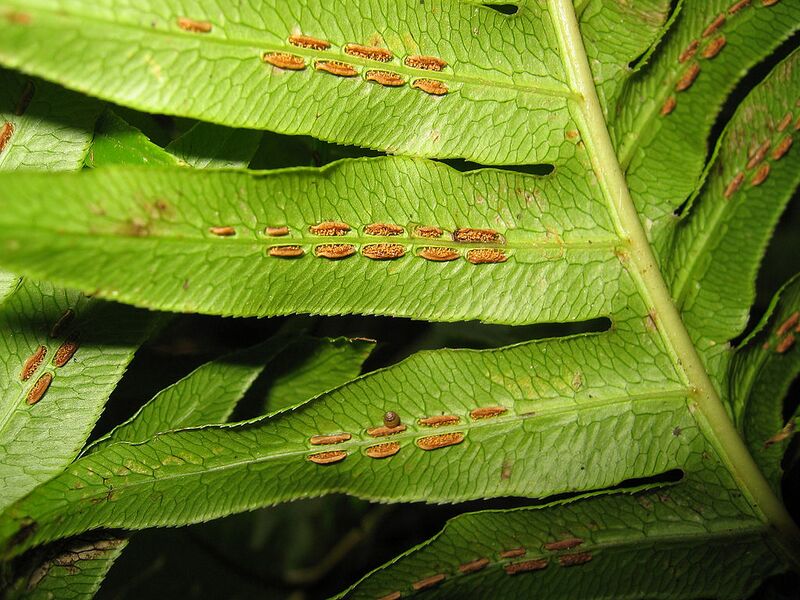 Archivo:Woodwardia radicans sori.jpg