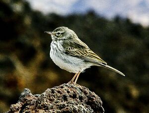 Anthus berthelotii Teide-2.jpg