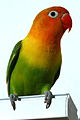 Fischer's Lovebird, (Agapornis fischeri) perching on a box.jpg