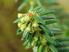 Erica scoparia subsp. platycodon 2020-02-08 7336.jpg
