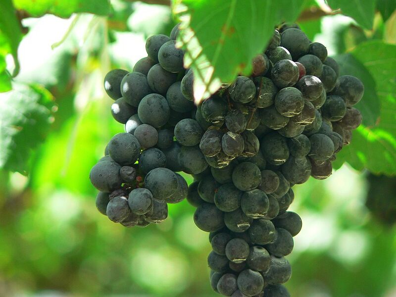 Archivo:Shiraz Grapes.jpg