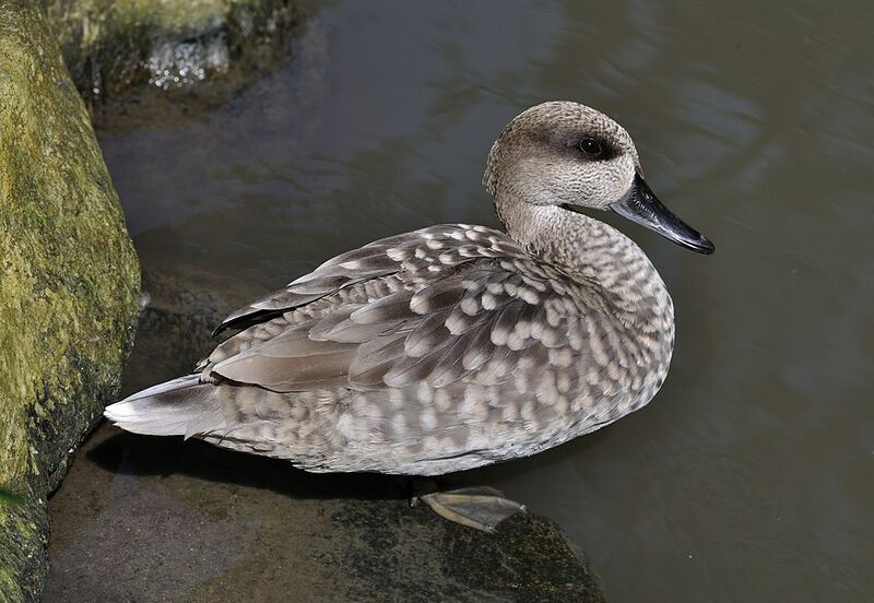 Archivo:Marmaronetta angustirostris qtl1.jpg