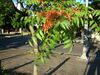 Ailanthus altissima detalle.JPG