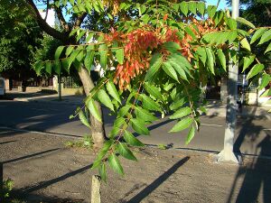 Ailanthus altissima detalle.JPG