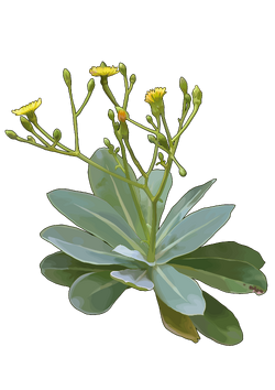 Sventenia bupleuroides Font Quer