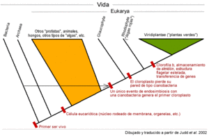 Filogenia-vida-plantas-verdes.gif