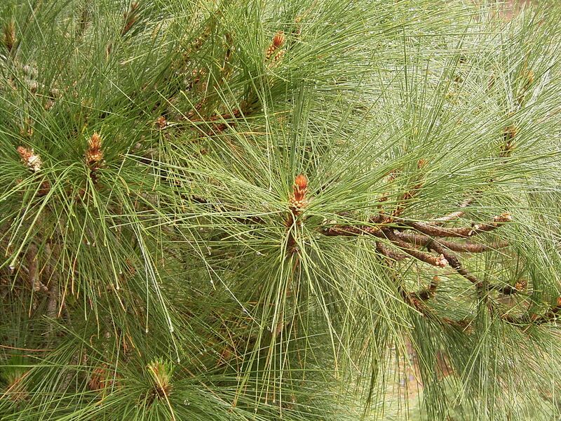 Archivo:Pinus canariensis (Barlovento) 03 ies.jpg