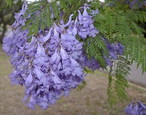 Jacaranda mimosifolia flowers and leaves.jpg