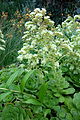 Aeonium canariense - Longwood Gardens - DSC01214.JPG