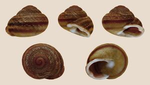 Hemicycla glasiana 01.JPG