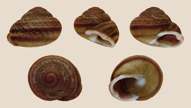 Archivo:Hemicycla glasiana 01.JPG