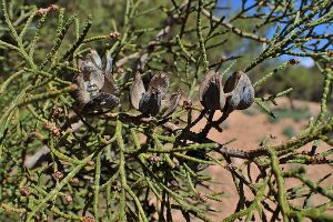 Tetraclinis articulata kz38 Morocco.jpg