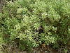 Globularia salicina (Puntallana) 07 ies.jpg