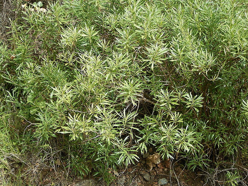 Archivo:Globularia salicina (Puntallana) 07 ies.jpg