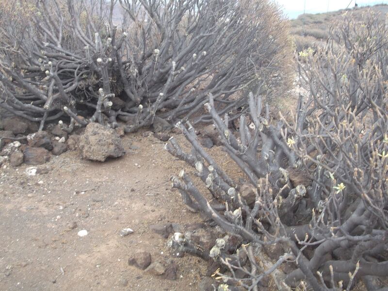 Archivo:Daños por molinos eólicos.jpg