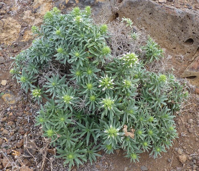 Archivo:Echium-brevirame1 la palma 22-01-12.JPG
