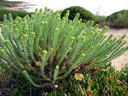 Euphorbia paralias01.jpg