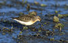 Calidris ferruginea (Marek Szczepanek).jpg